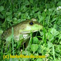 /home//u458753944/public_html/sourcegallery//Frogs/More bullfrogs/P6080154.JPG